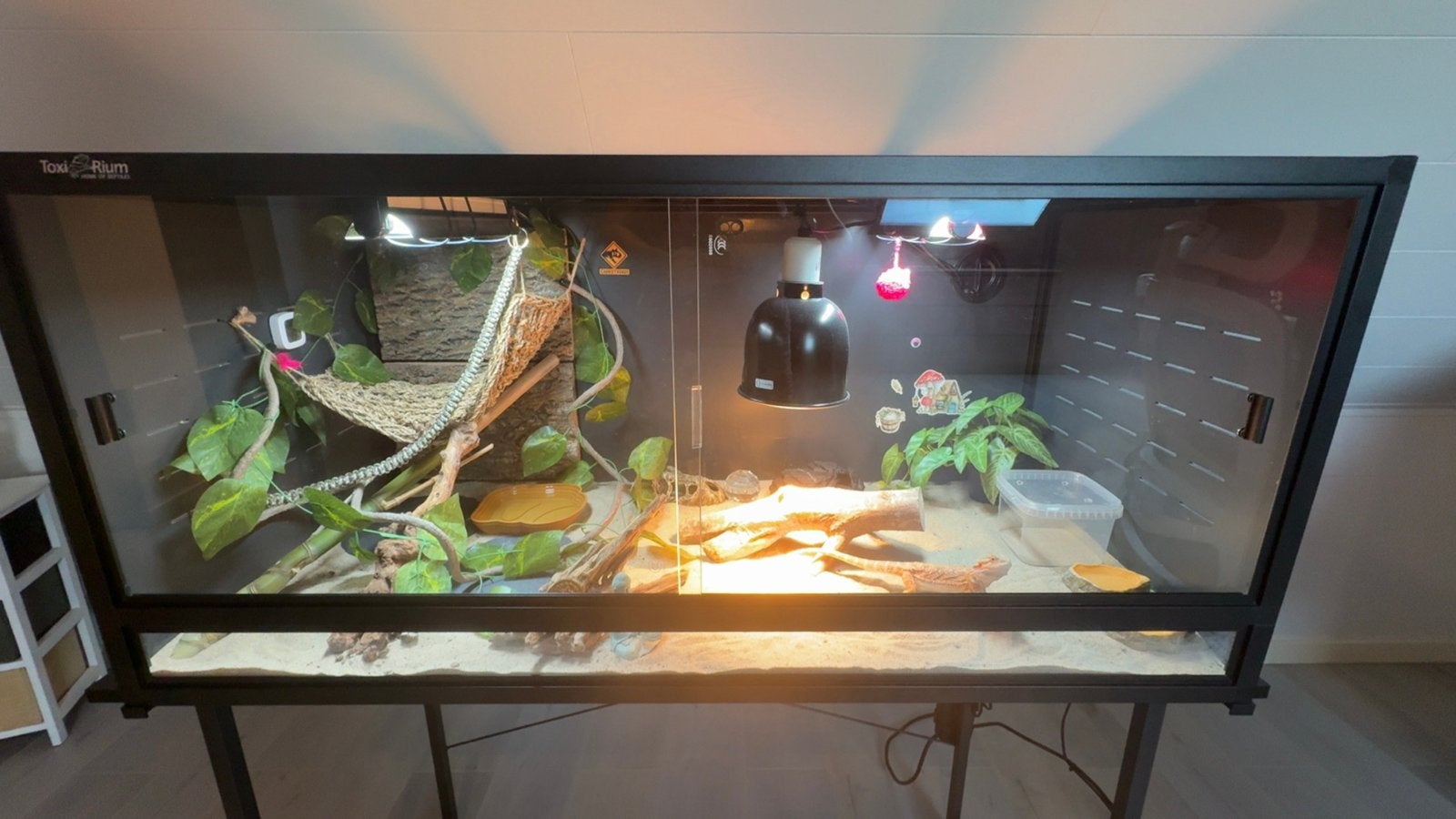 Terrarium, Enlèvement, Comme neuf, Terrarium ou Paludarium