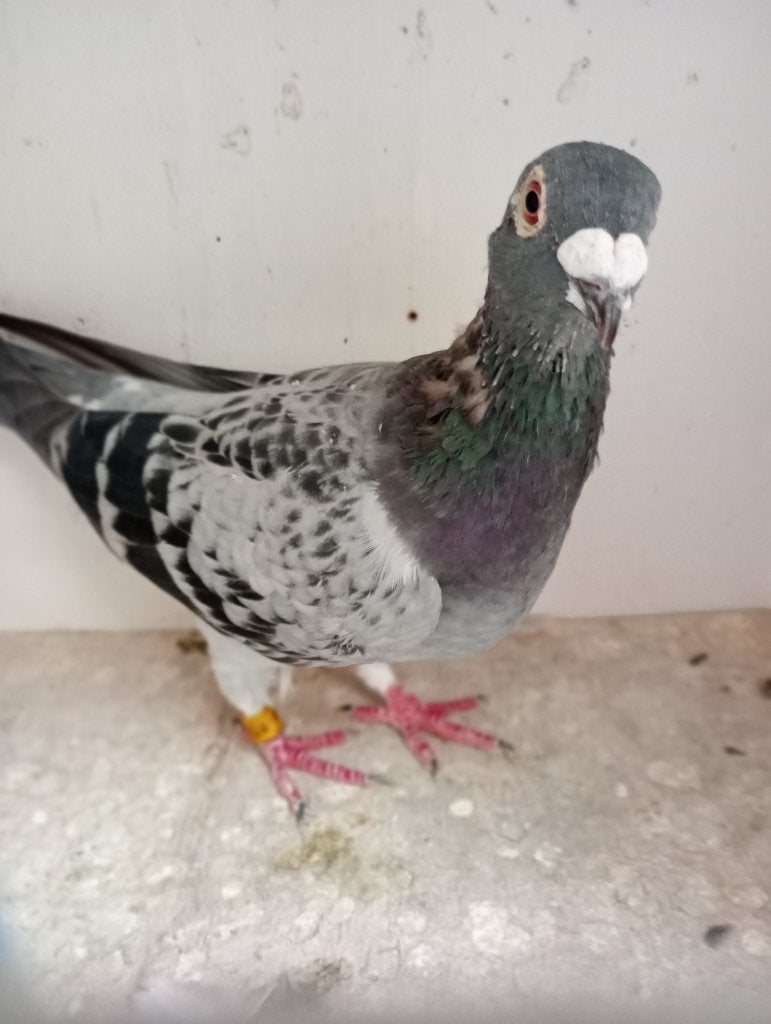Poule reproductrice ! ! ! ! !, Femelle, Pigeon voyageur