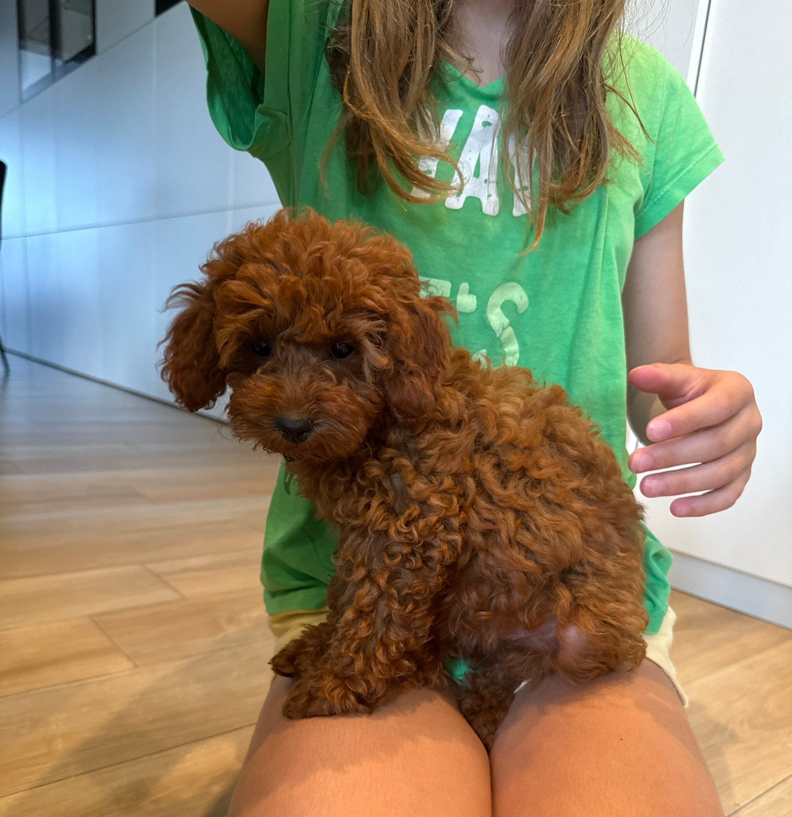 Chiots caniches nains, 8 à 15 semaines, Plusieurs, Éleveur | Loisir, Caniche
