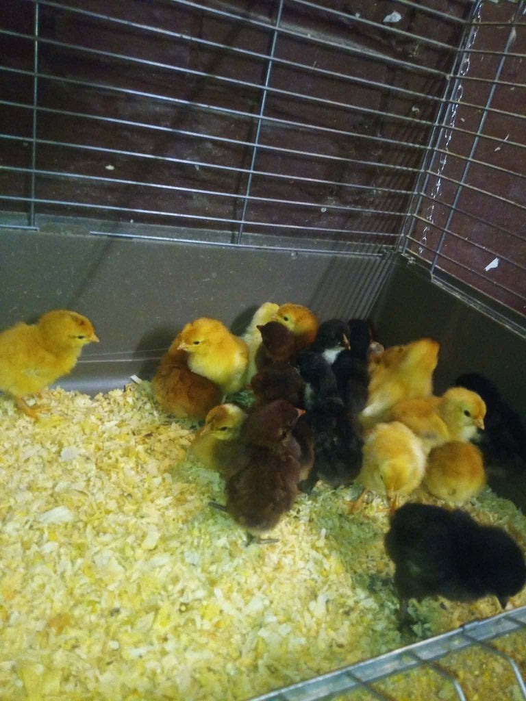 kuikens, Animaux & Accessoires, Volatiles, Femelle, Poule ou poulet