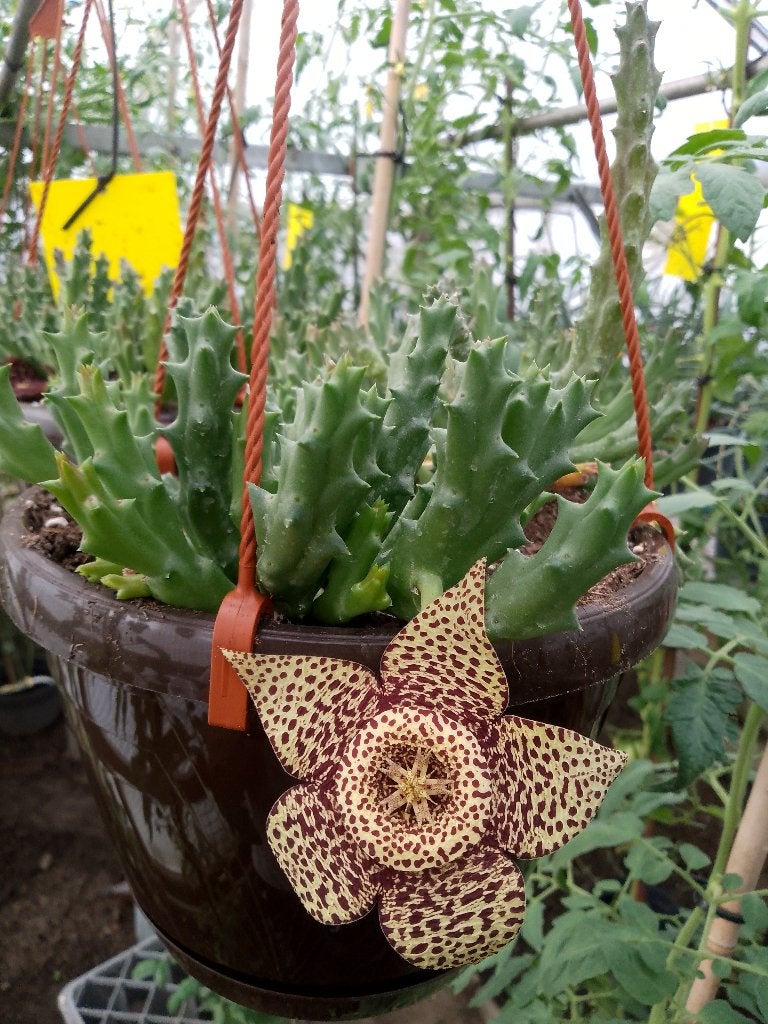 stapelia variegata, Huis en Inrichting, Ophalen