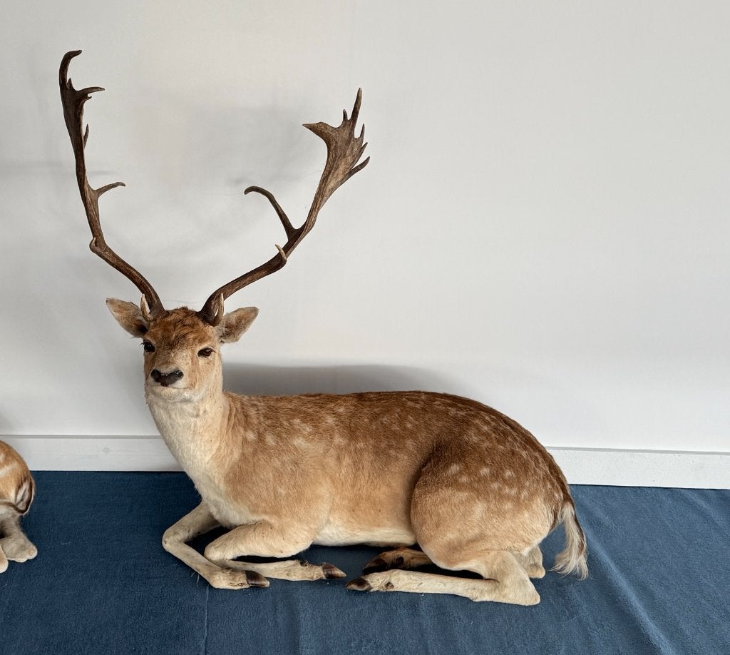 Cerf naturalisé couché (complet), Collections, Collections Animaux, Enlèvement, Comme neuf, Cerf, Animal empaillé