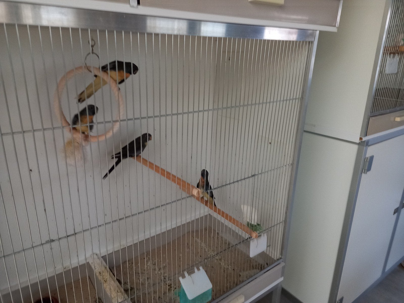splendid parkieten, Dieren en Toebehoren, Vogels | Overige Vogels