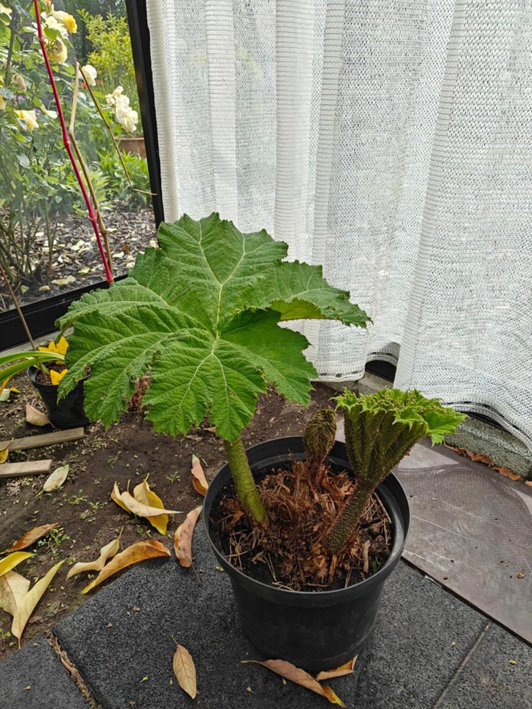 Gunnera manicata, Enlèvement