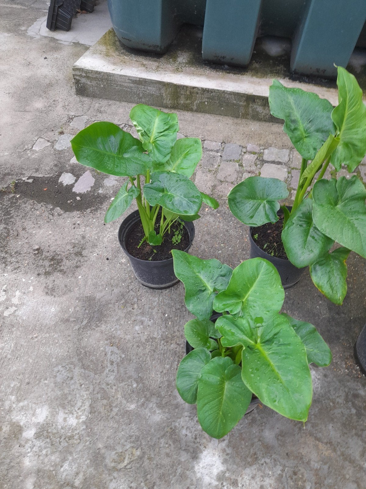 5 prachtige arondskelken te koop, Ophalen