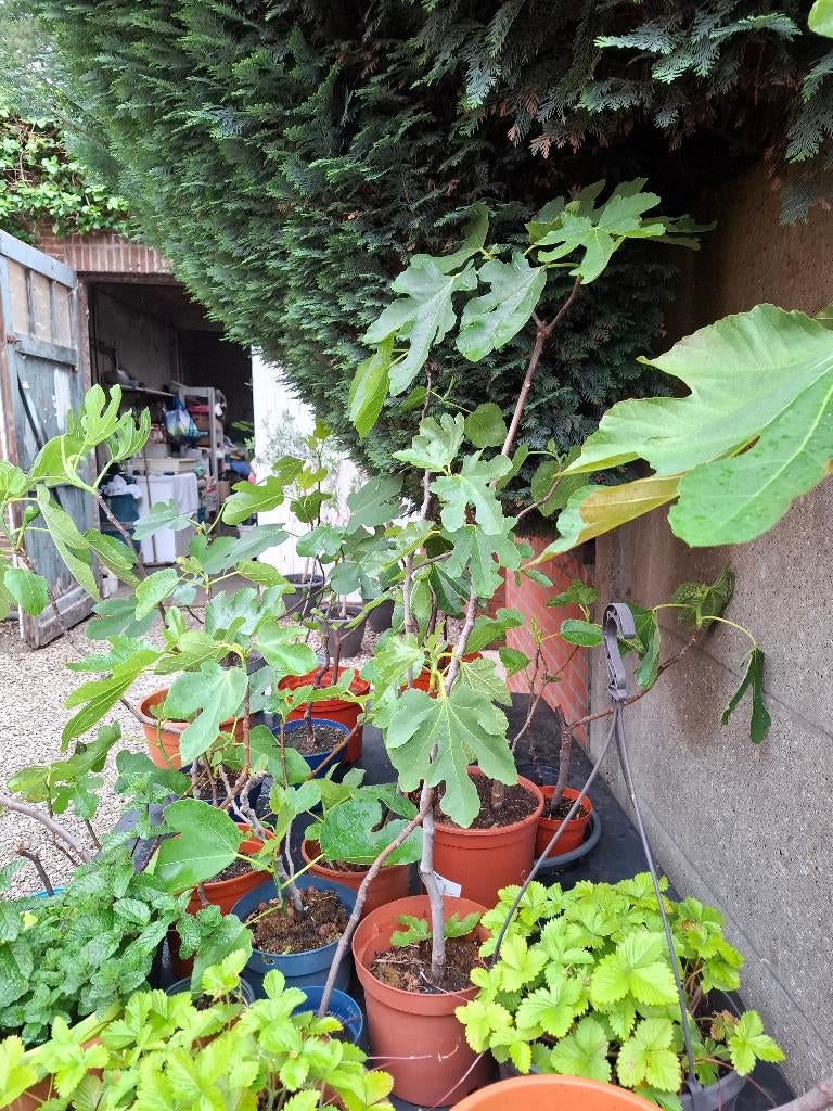 Vijgenplanten, Tuin en Terras, Planten | Fruitbomen, Ophalen, Minder dan 100 cm, Volle zon, In pot
