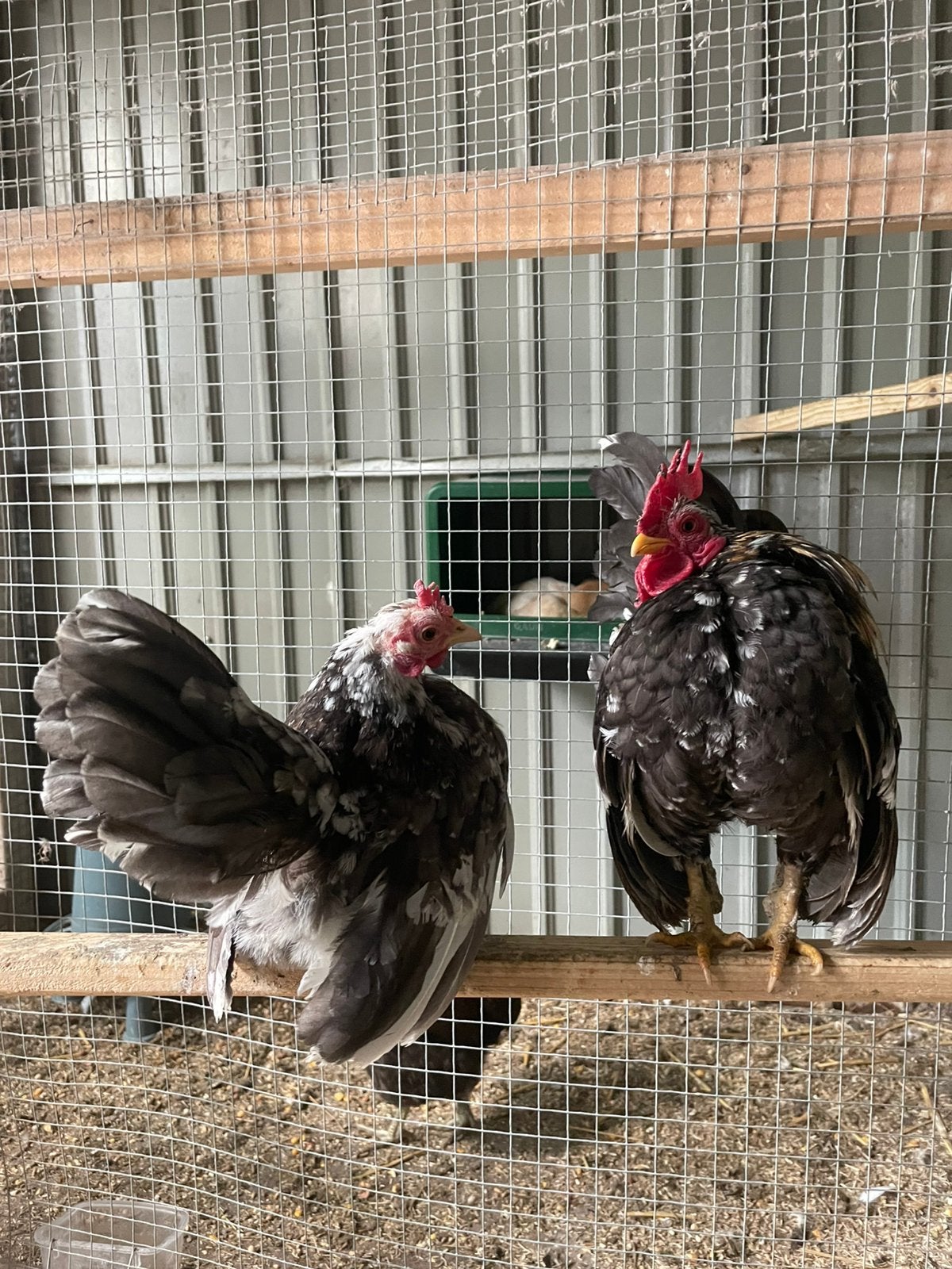 Serama, Dieren en Toebehoren, Ophalen, Gebruikt, Overige typen