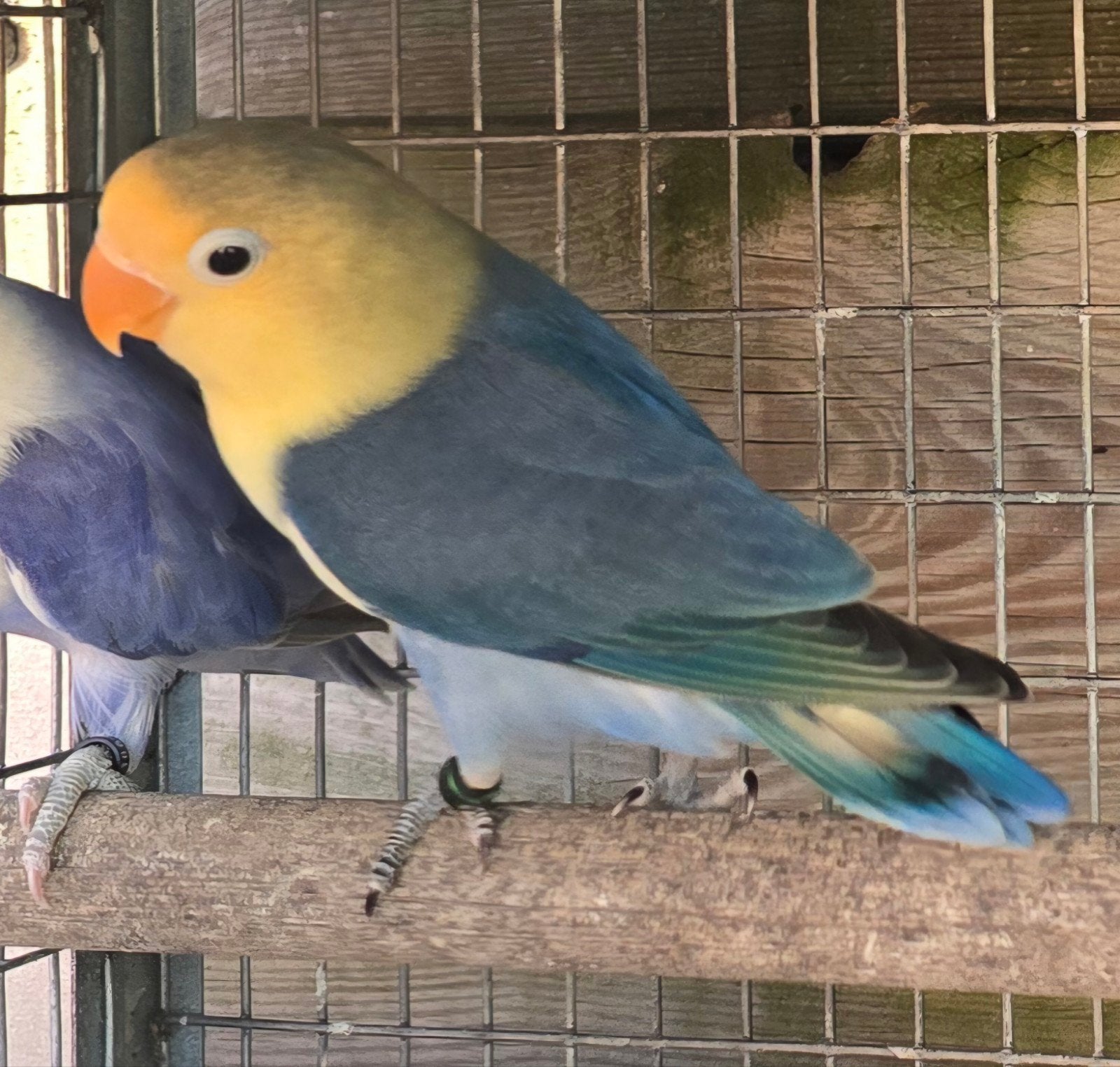 Violet Turqouise Fischeri 2026, Sexe inconnu, Perroquet nain ou Inséparable, Bagué