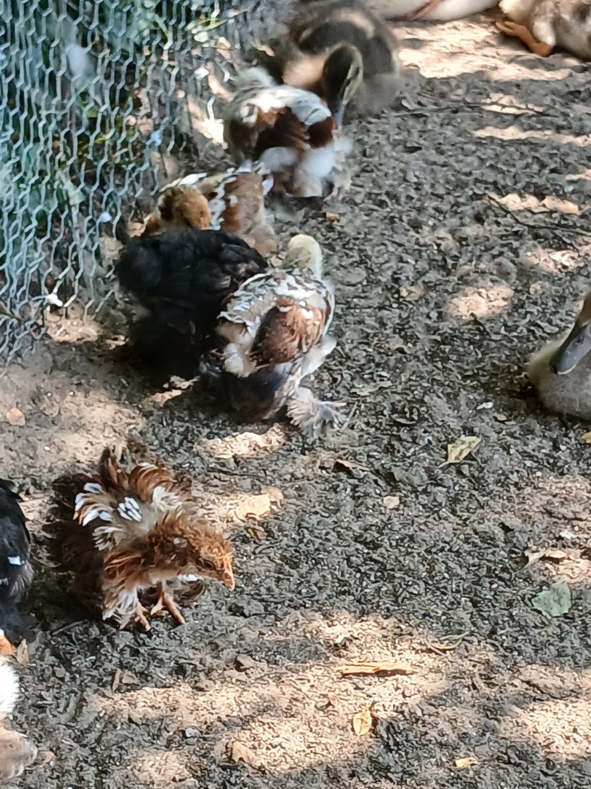 Sierkippen, Dieren en Toebehoren, Pluimvee