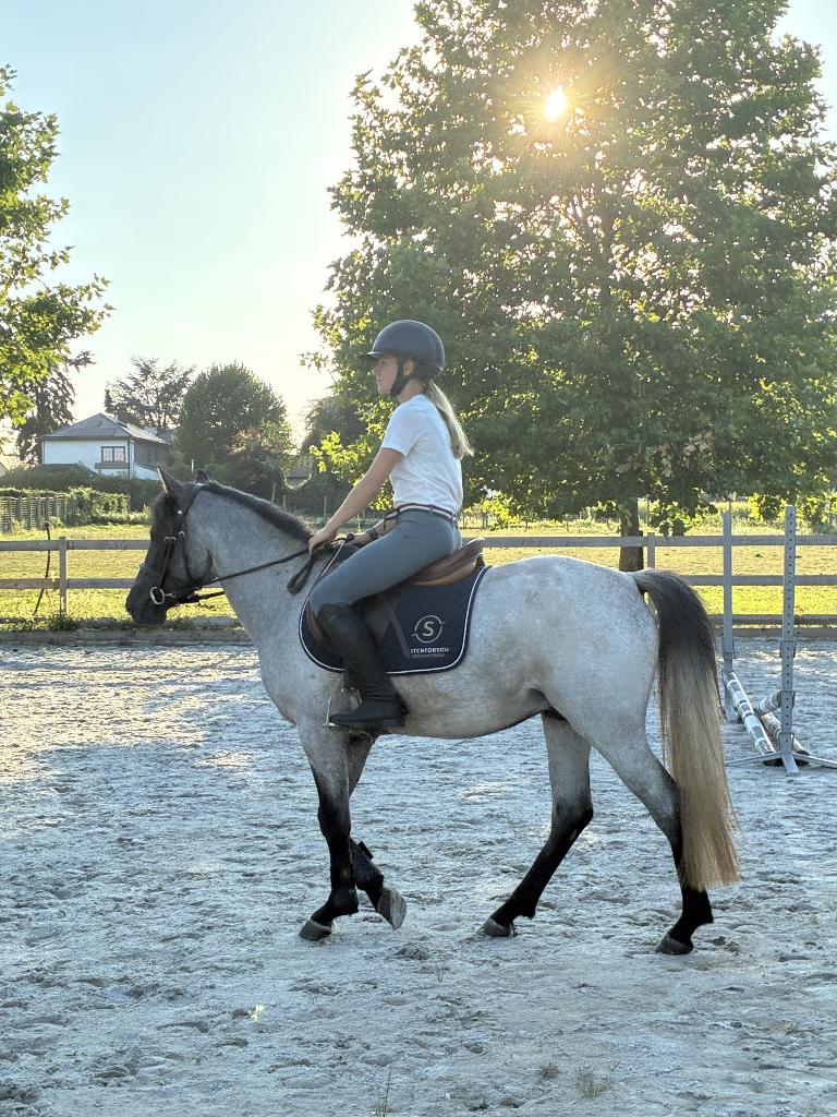 Spring pony, Animaux & Accessoires, Poneys, B, Hongre, Avec pedigree, Poney D (1.37 m à 1.48m)