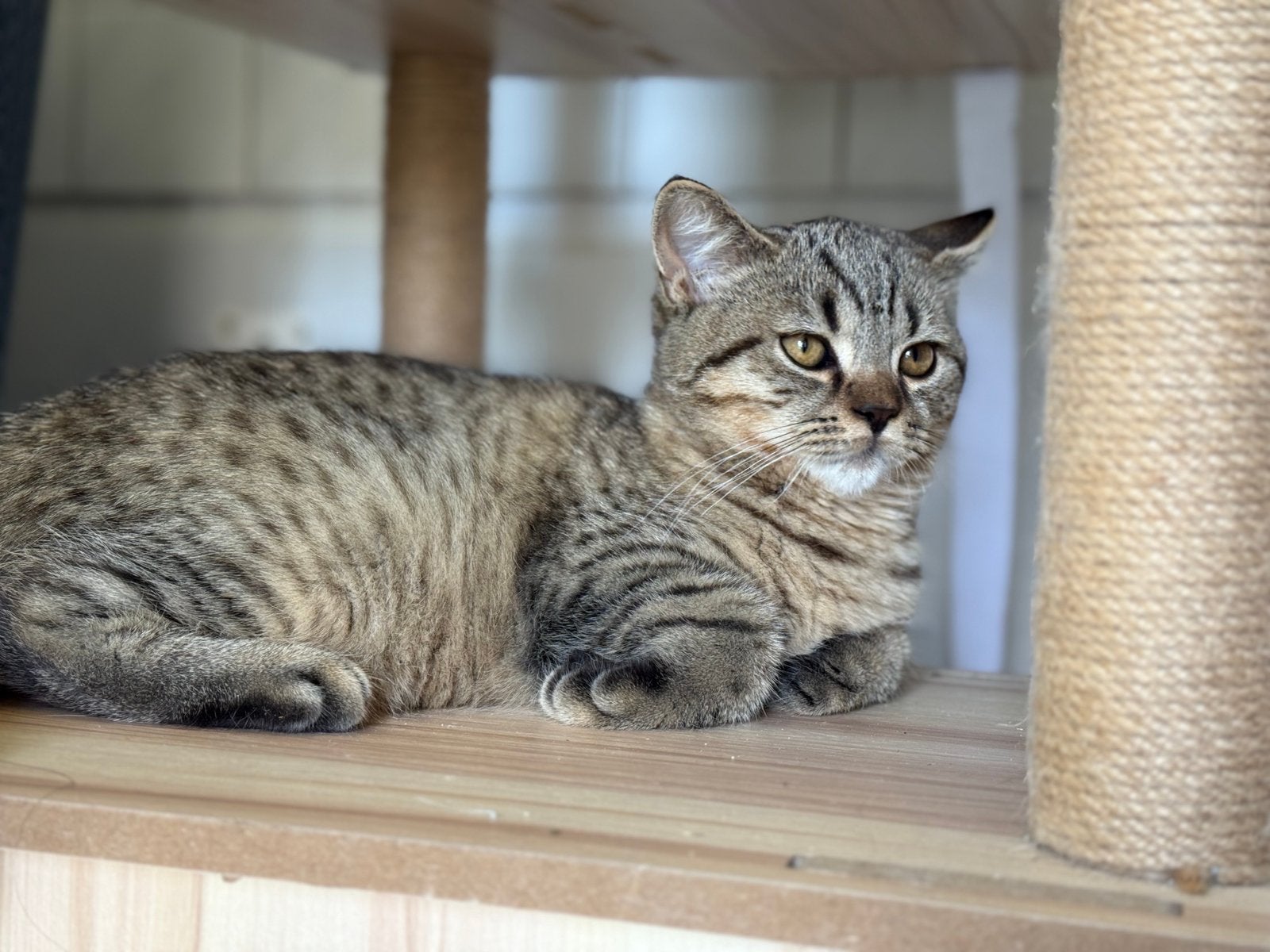 Prachtig Brits Korthaar katertje – Black/Brown Tabby, Animaux & Accessoires, Chats & Chatons | Chats de race | Poil ras, Chat