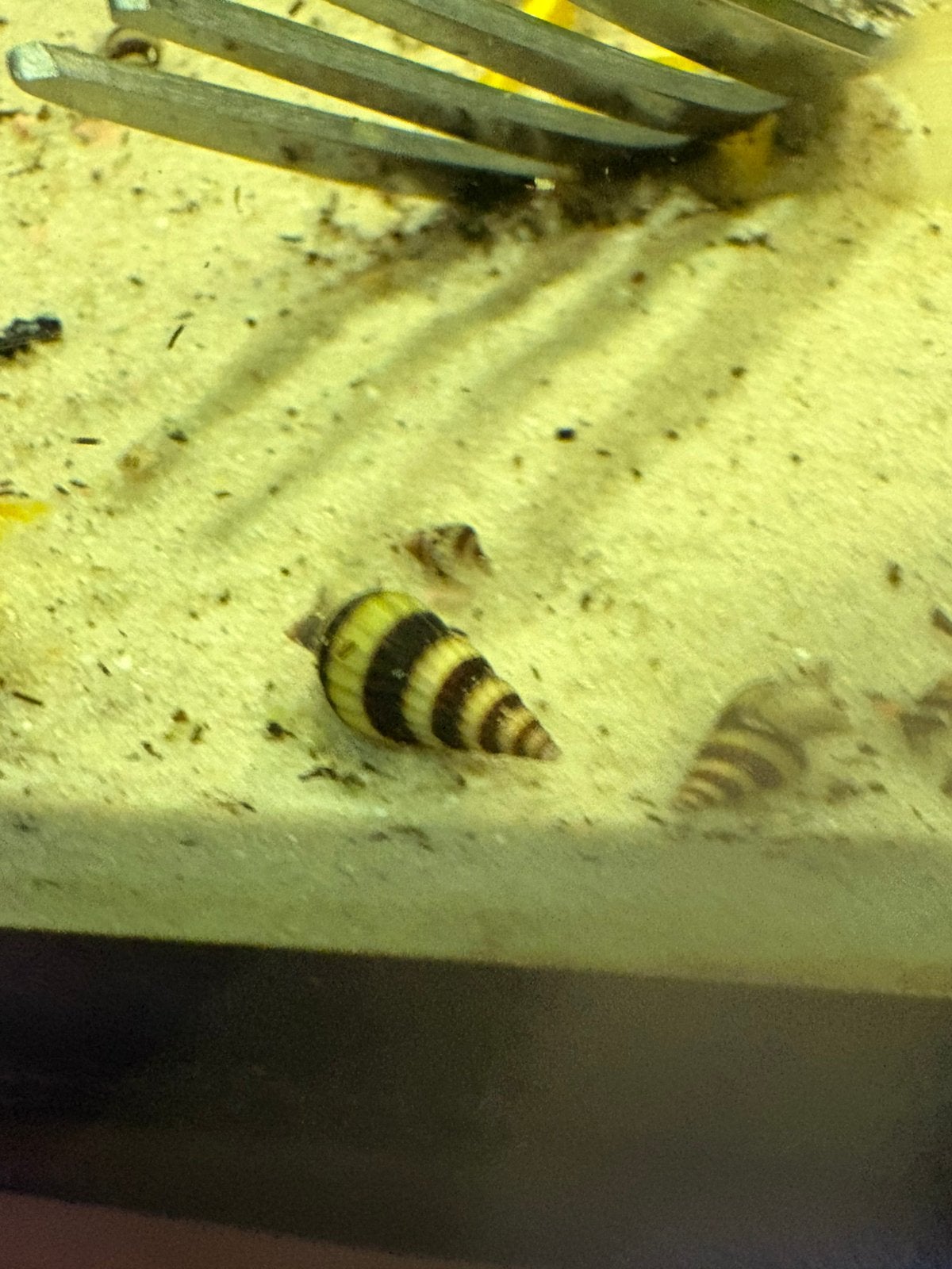 Helena slakken, Dieren en Toebehoren, Vissen | Aquariumvissen