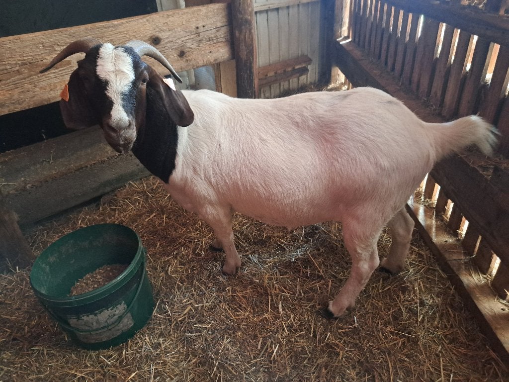 Boergeiten, Dieren en Toebehoren, Meerdere dieren, Geit