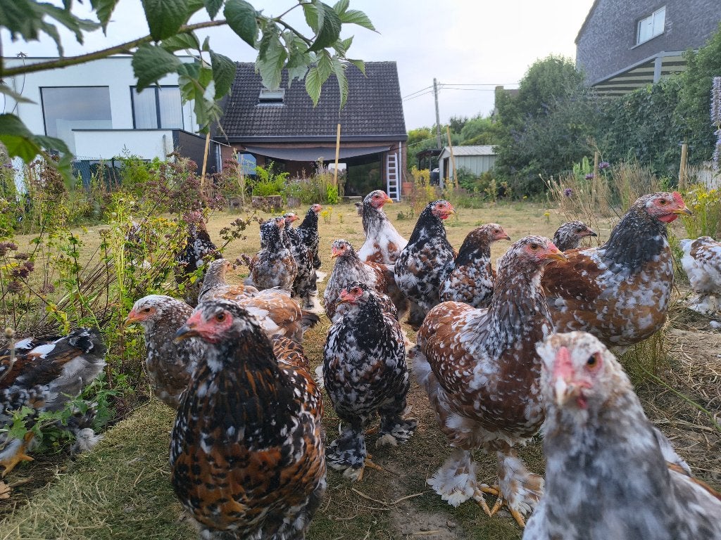 Brahma porselein, Dieren en Toebehoren, Meerdere dieren, Kip