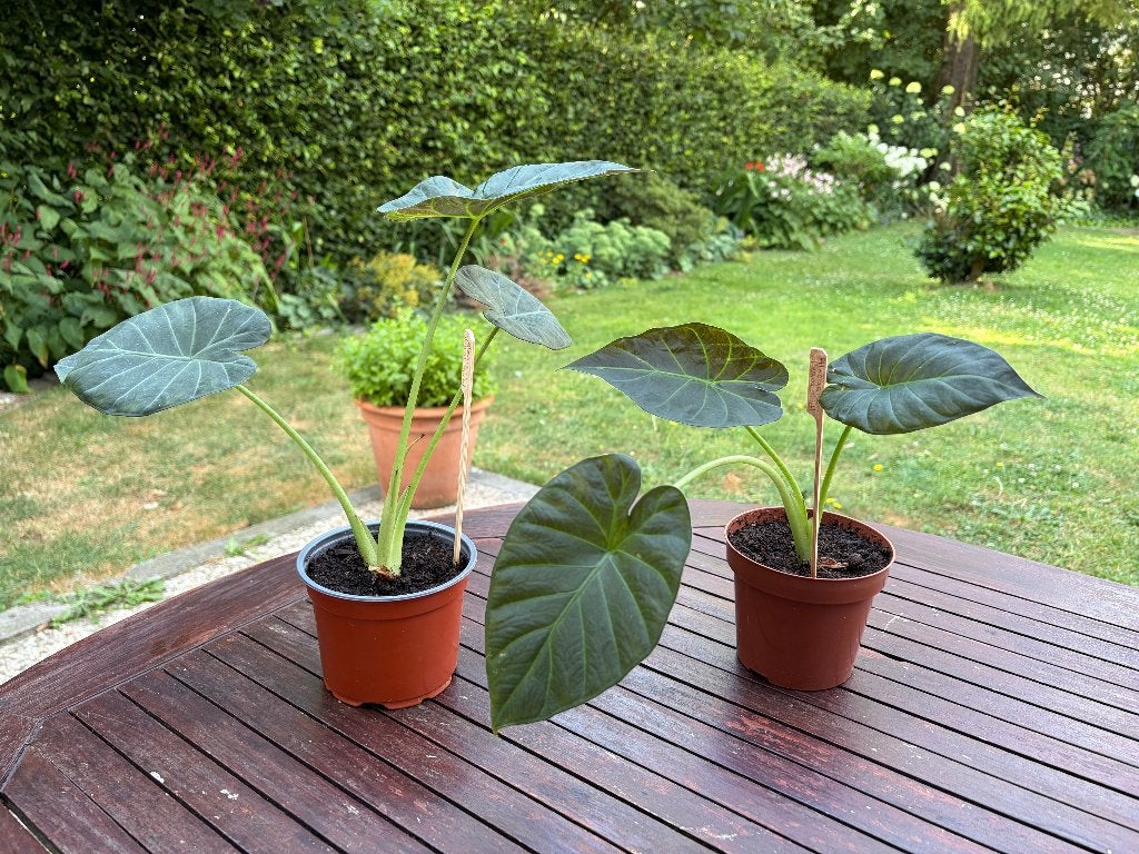 Alocasia Regal Shield, echte plant, 2 stekjes (of apart), Maison & Meubles, Plantes d'intérieur, Yucca, Moins de 100 cm, Plante verte