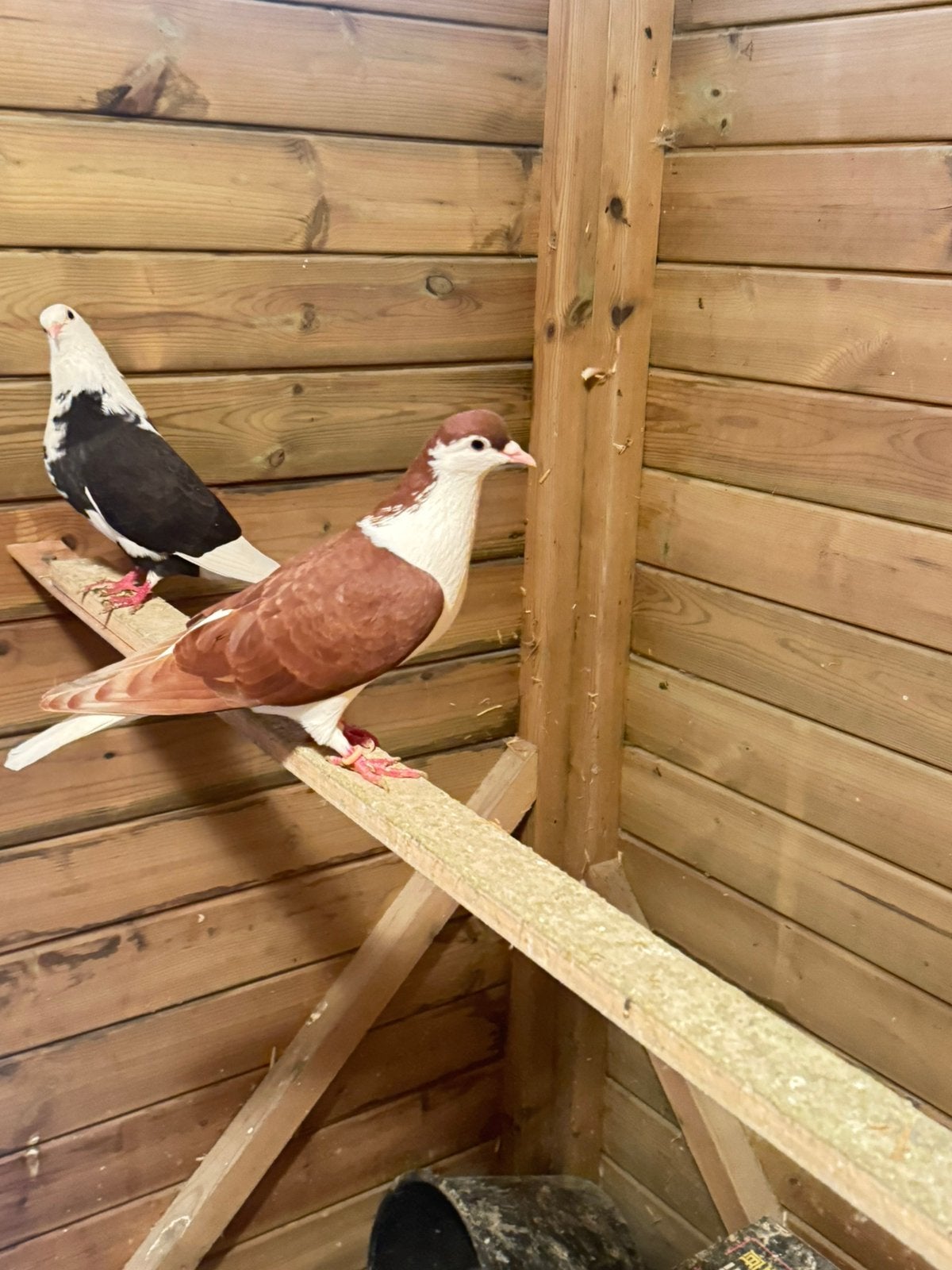 Mooiduiven, Dieren en Toebehoren, Vrouwelijk, Kropper