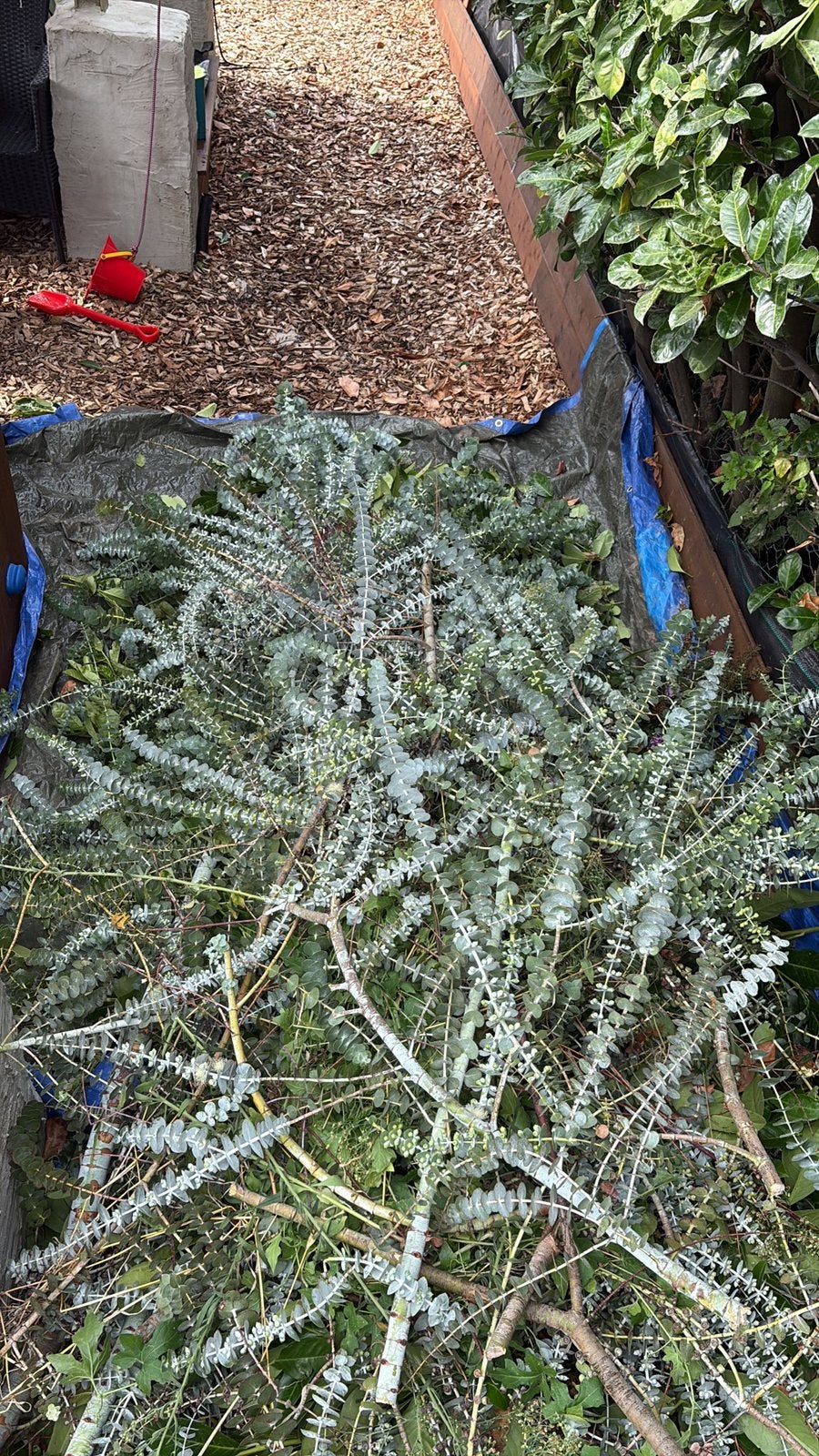 Verse Eucalyptus takken voor bloemschikken en decoratie, Ophalen