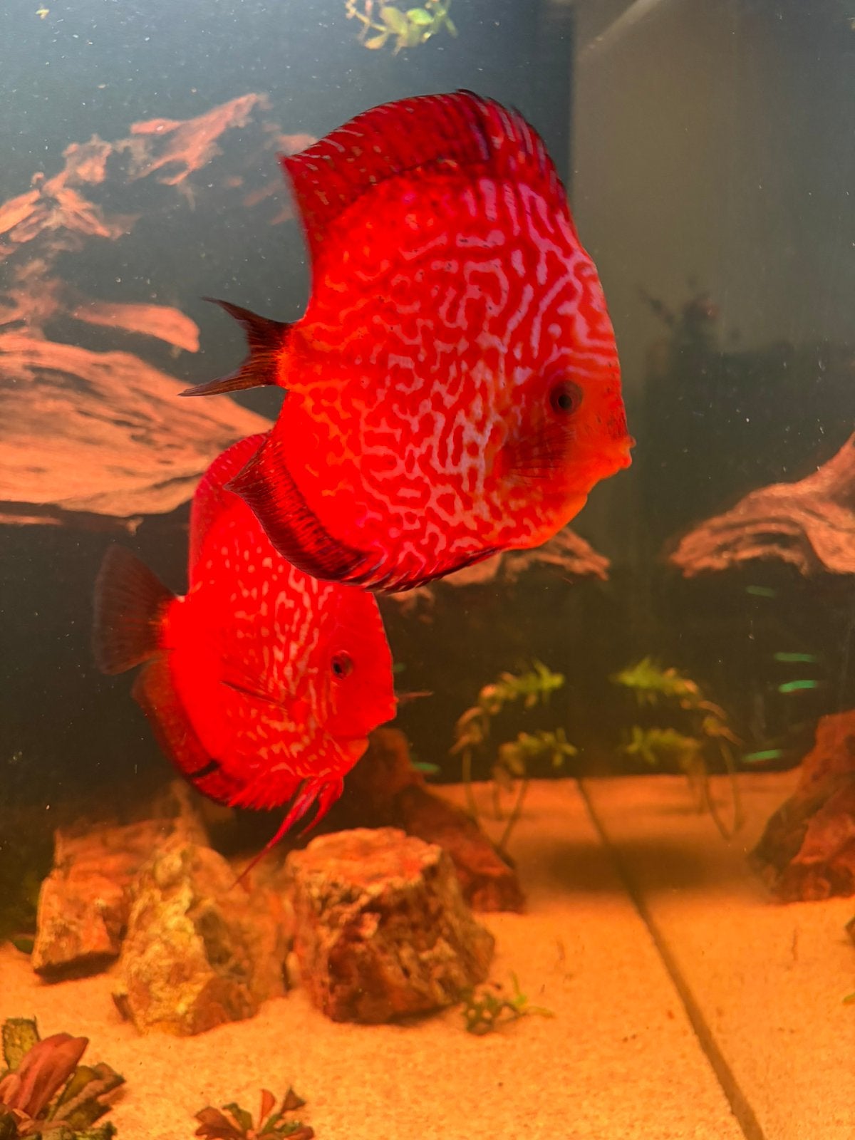 Kweekkoppel Red Snakeskin Discus 12 cm, Dieren en Toebehoren, Vis, Zoetwatervis