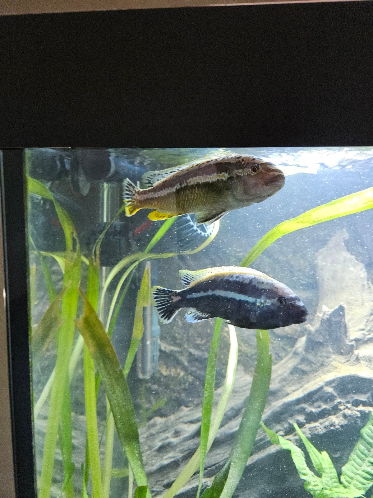 Melanochromis auratus mbuna cichliden, Dieren en Toebehoren, Vissen | Aquariumvissen