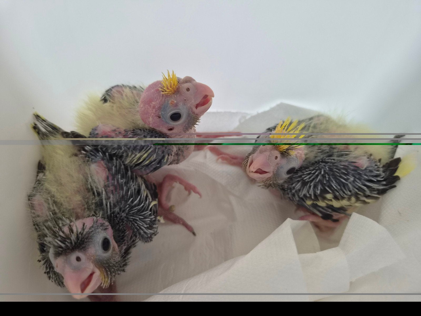 3 handtamme baby valkparkieten voor handopfok, Dieren en Toebehoren, Vogels | Parkieten en Papegaaien, Meerdere dieren, Parkiet