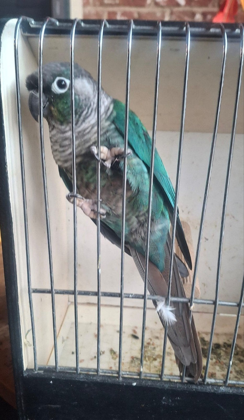 Pyrrhura halftam, Dieren en Toebehoren, Tam