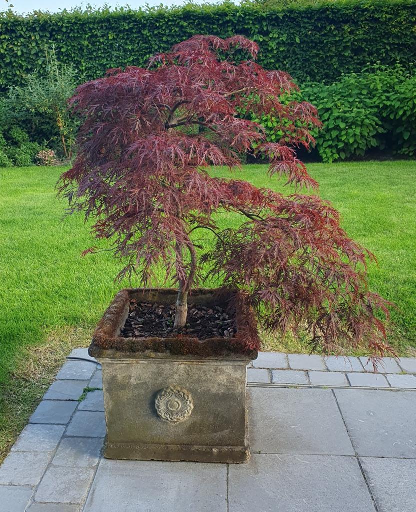 Japanse Esdoorn, Acer Palmatum, Tuin en Terras, Ophalen