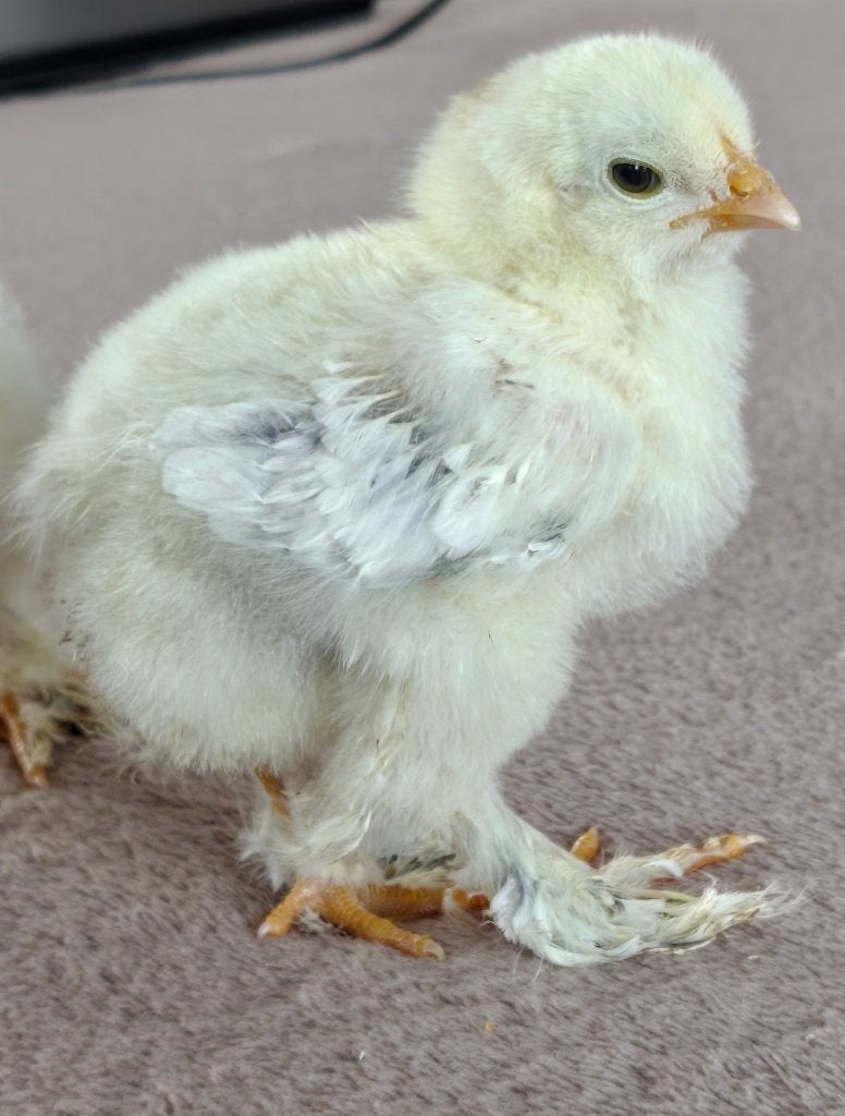 Poussins Brahma herminés blancs bleus, Animaux & Accessoires, Enlèvement