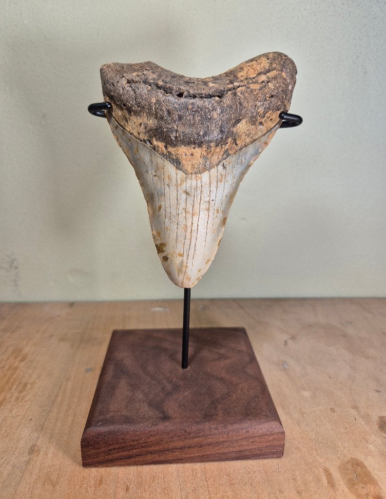 Fraai rechte Megalodon tand met standaard!, Ophalen of Verzenden, Fossiel