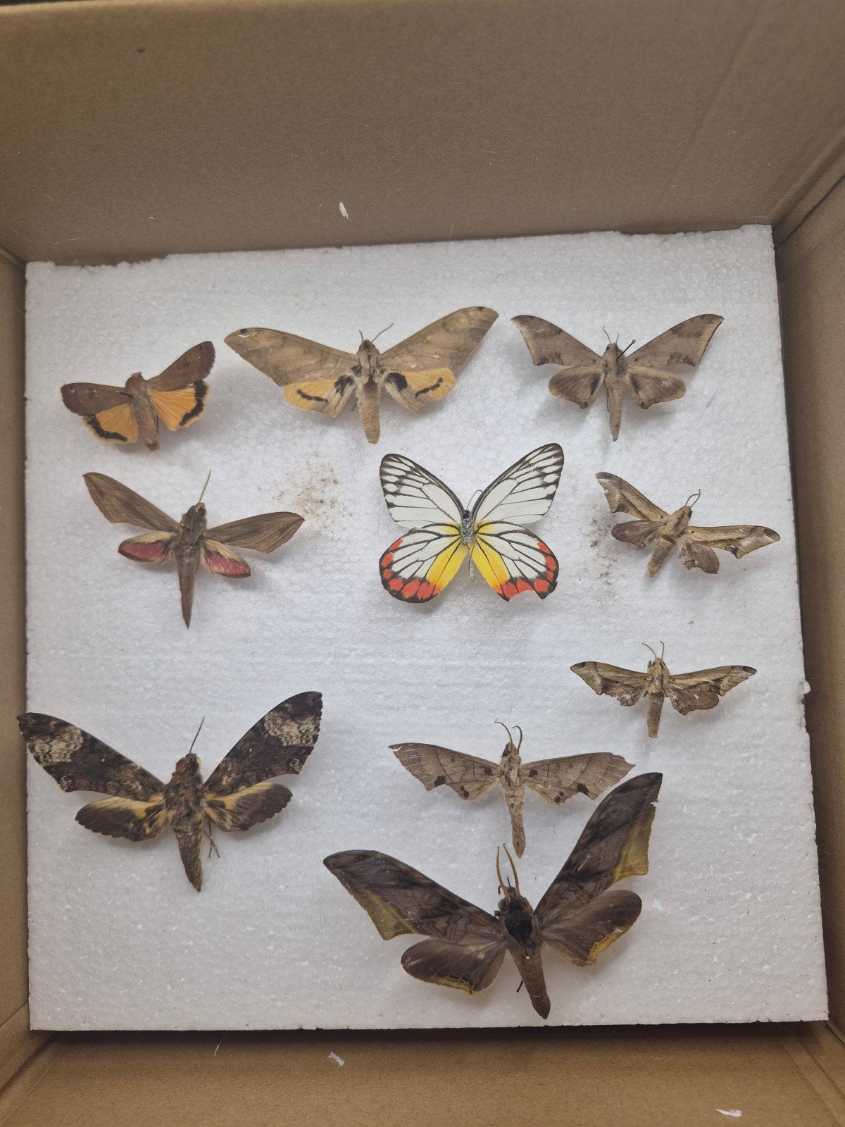 Set van 10 genaturaliseerde vlinders en sfinxen - Entom Coll, Verzamelen, Ophalen of Verzenden, Gebruikt, Insect