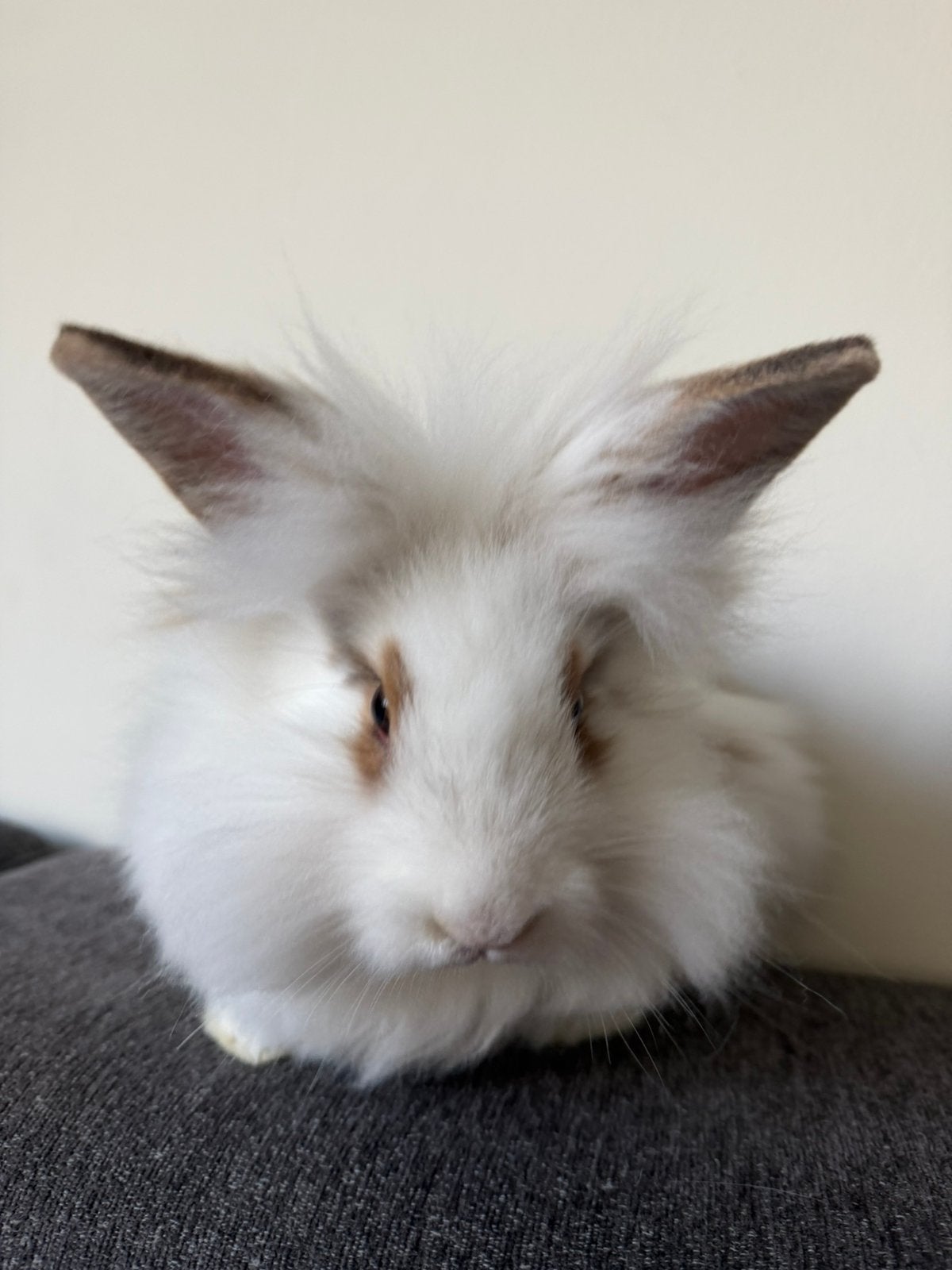 Super lieve konijn, Hangoor