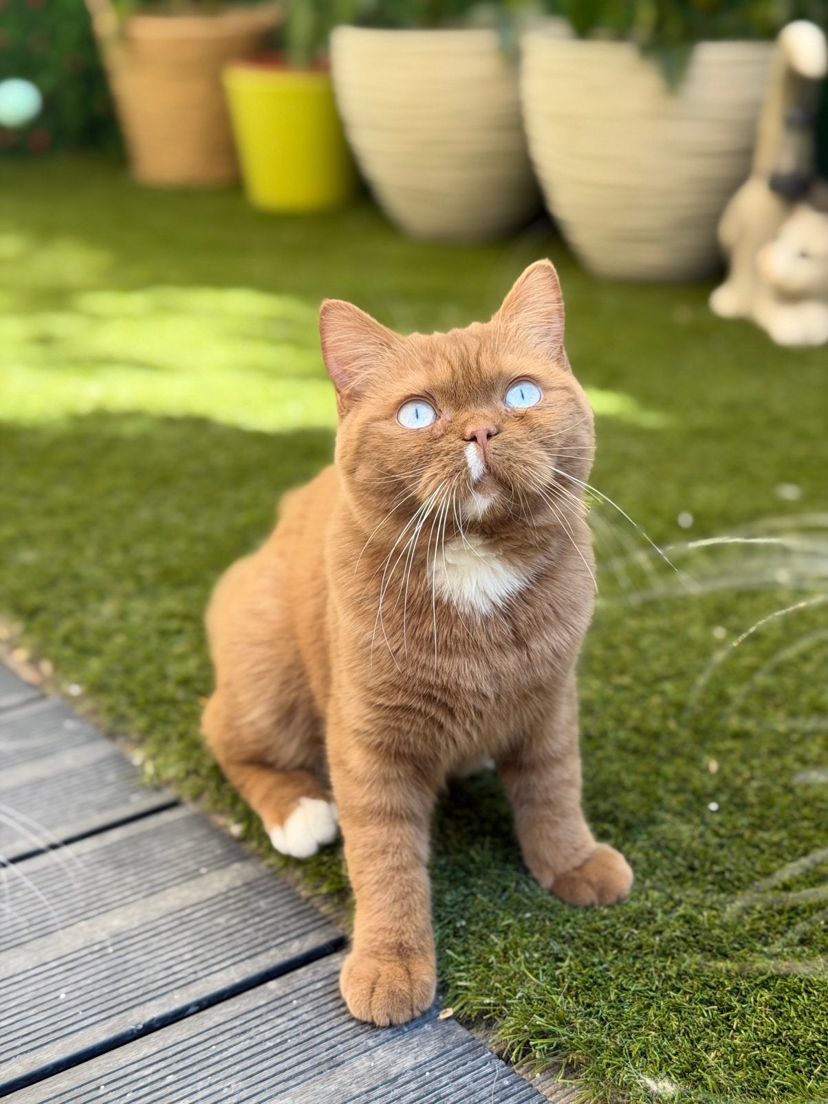 Britse korthaarkittens, Kater, Met stamboom, 0 tot 2 jaar