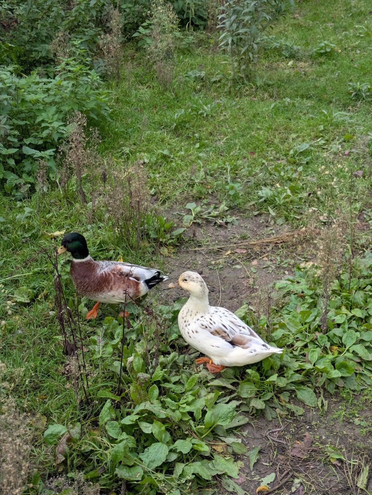 Eenden te koop, Dieren en Toebehoren, Eend
