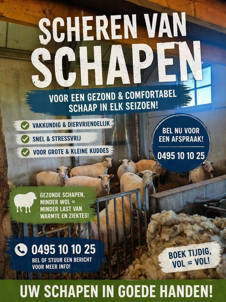 Schapen scheren