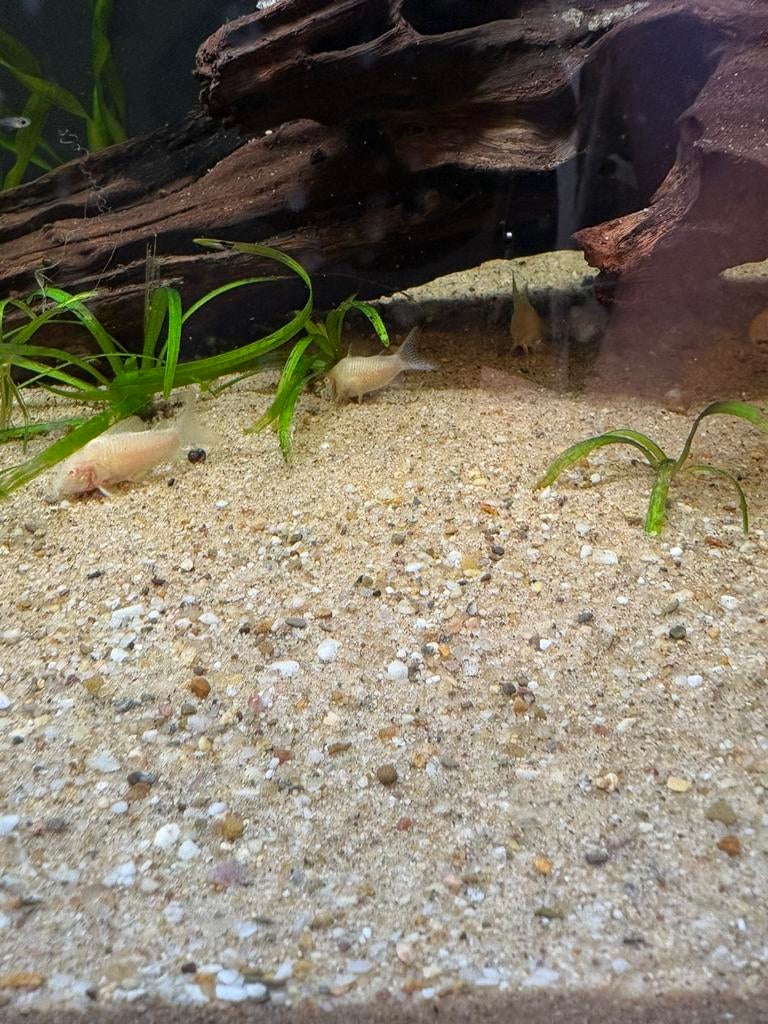 Aquariumzand te koop – Natuurlijk rivierzand, Dieren en Toebehoren