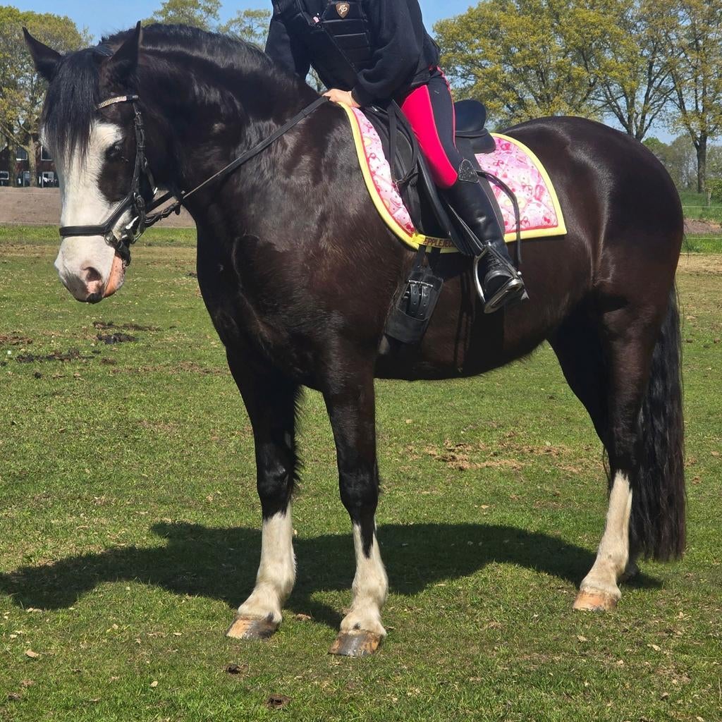 Welshcob merrie gereden en getuigd, Dieren en Toebehoren, Merrie, 3 tot 6 jaar, Recreatiepony, D pony (1.37m tot 1.48m)