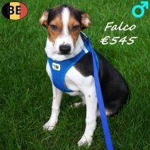 Flo, Frisky & Falco, drie levendige Belgische Fox-puppy's, België, 15 weken tot 1 jaar, CDV (hondenziekte), Meerdere