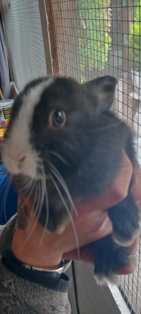 Te koop baby konijntjes, Dieren en Toebehoren, Konijnen, Geslacht onbekend, Klein, 0 tot 2 jaar