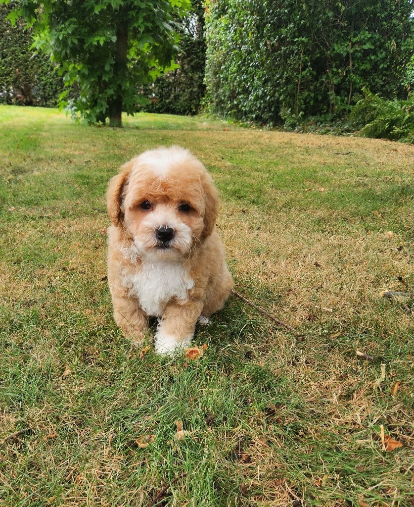 Maltipoo reutjes, Parvo, België, Reu, 8 tot 15 weken