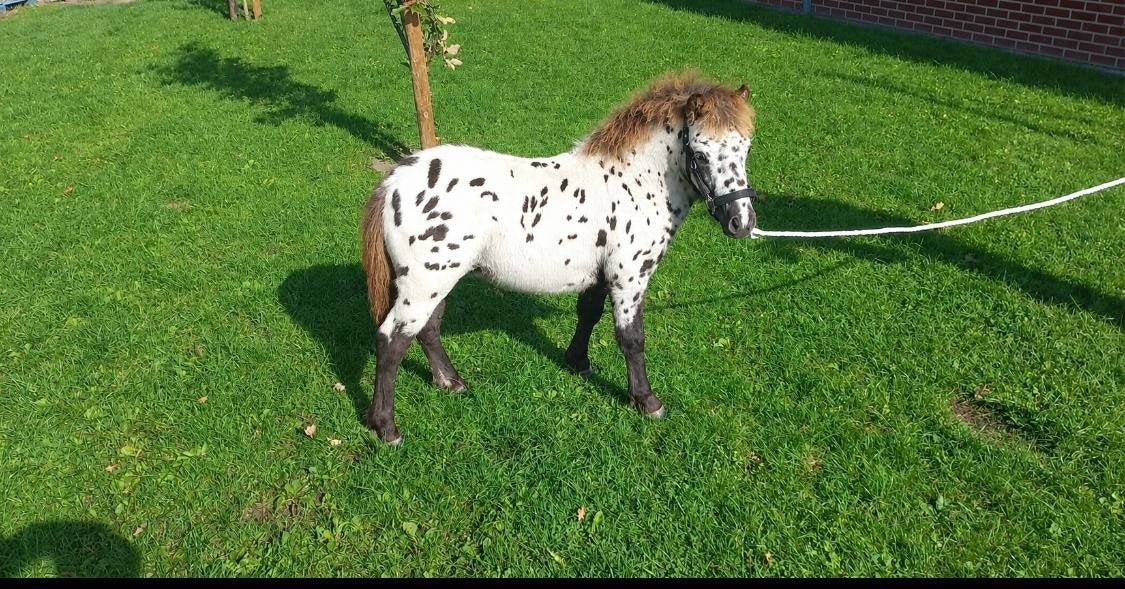 PONEYS APPALOOSA/NOIRS ET BLANCS., Animaux & Accessoires, Jument, Avec puce électronique
