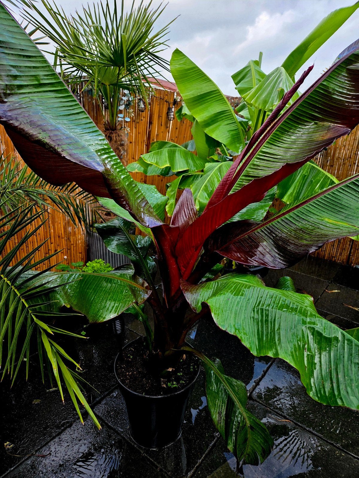 bananenplanten 3 soorten, Tuin en Terras, Ophalen