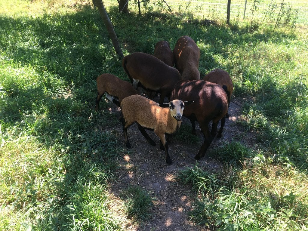 Mouton cameroun, Enlèvement, Comme neuf, Tondeuses à gazon manuelles, Fonction de mulching