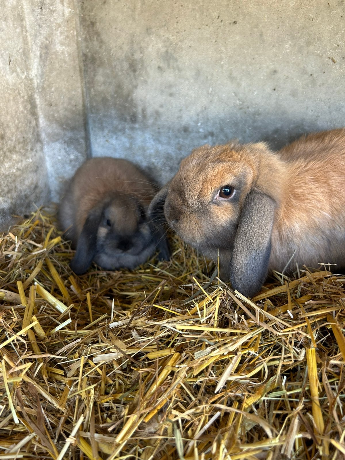 Nederlandse dwerghangoor voedster 9 weken, Femelle, Nain, Oreilles tombantes, 0 à 2 ans