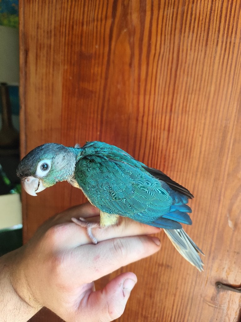 Pyrrhura turquoise eam