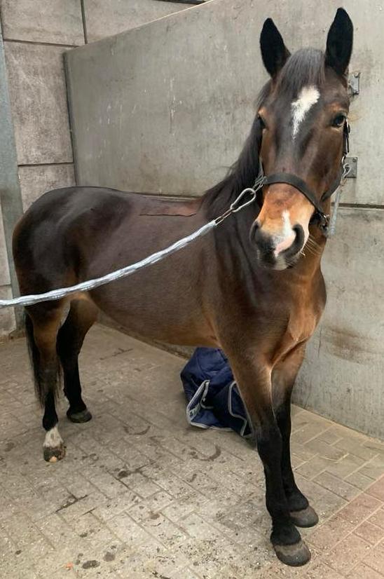 Knappe grote D-pony, Dieren en Toebehoren, Paarden, Merrie, Gechipt
