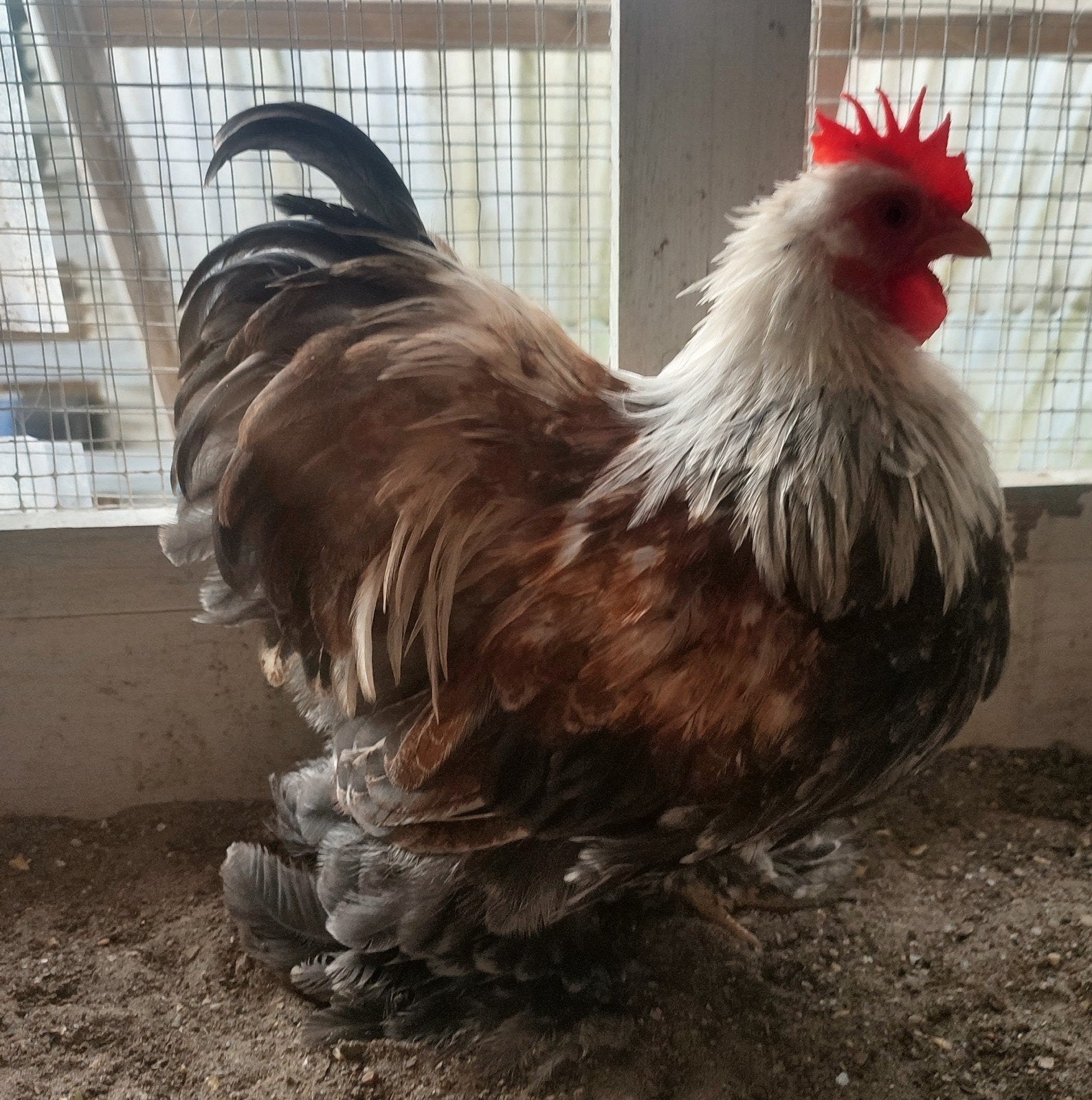 cochin kriel, Dieren en Toebehoren, Mannelijk, Overige soorten