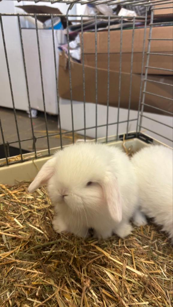 Minilop met blauwe ogen, Animaux & Accessoires, Lapins