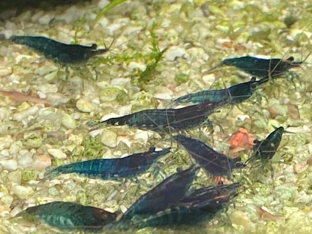 prachtige Blue Velvet garnalen, Kreeft, Krab of Garnaal, Zoetwatervis, Schoolvis