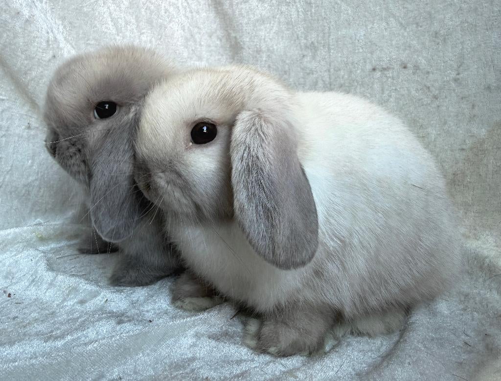 Bijzonder mooi en mega lief koppeltje Minilop konijntjes, Dieren en Toebehoren, Konijnen, Mannelijk, Klein, Hangoor, 0 tot 2 jaar