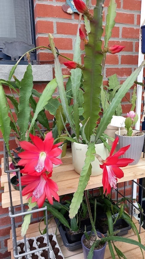 stekjes van rood bloeiende hangcactus vanaf 5€, Huis en Inrichting, Kamerplanten, Ophalen, Cactus