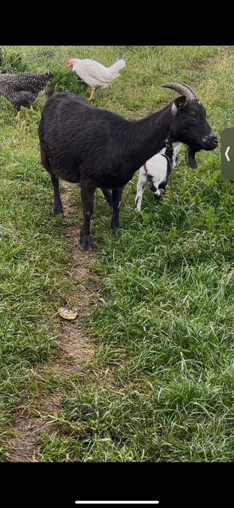 Dwerggeit moeder met ramlammetje te koop, Meerdere dieren, Geit, 0 tot 2 jaar